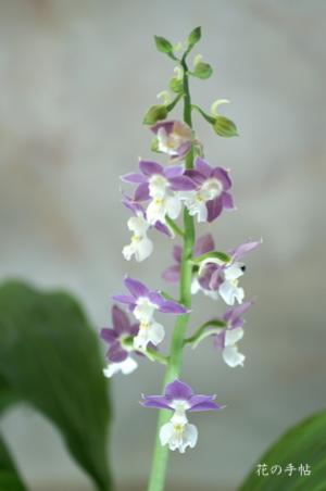エビネ ゴダイノヒカリ（五代の光）（Calanthe (kozu x fuji) 'godainohikari'）｜花の手帖のラン図鑑