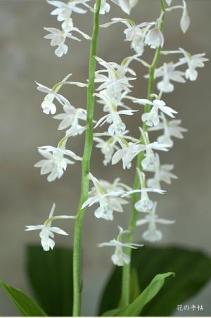 エビネ ハクロ（白露）｜花の手帖のラン図鑑