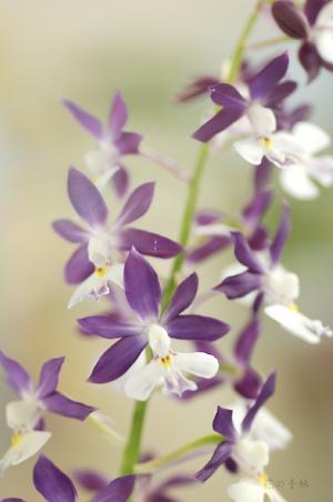 エビネ イナゲ ミネノキサキ（峰の后）カランセ イナゲ ミネノキサキ（Calanthe inage 'Minenokisaki'）｜花の手帖のラン図鑑