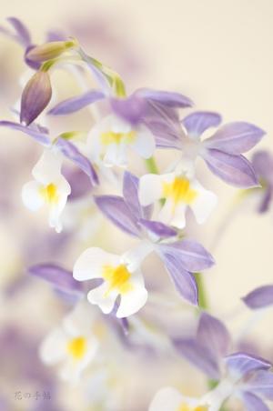 エビネ イナゲ ソウキュウ（蒼穹）カランセ イナゲ ソウキュウ（Calanthe ingae 'Sokyu'）｜花の手帖のラン図鑑