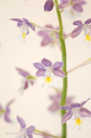 エビネ　イナゲ　ソウリョウ｜花の手帖のラン図鑑