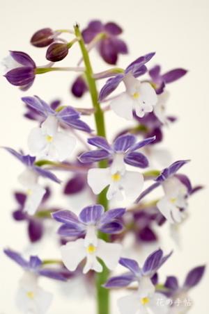 エビネ イナゲ テンシノカオリ（天紫の香）カランセ イナゲ テンシノカオリ（Calanthe ingae 'Tenshinokaori'）｜花の手帖のラン図鑑