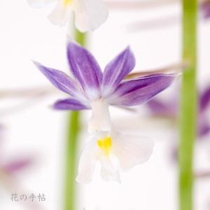 ｜花の手帖のラン図鑑