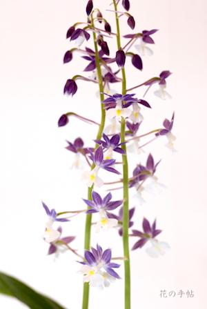 ｜花の手帖のラン図鑑