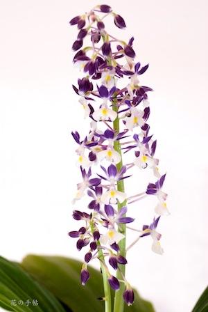 ｜花の手帖のラン図鑑