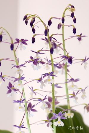 ｜花の手帖のラン図鑑