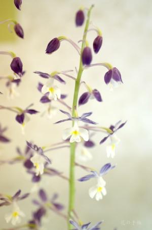 ｜花の手帖のラン図鑑