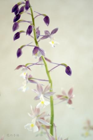 ニオイエビネ モモノカ（桃ノ香） カランセ イズ-インシュラリス モモノカ（Calanthe izu-insularis 'Momonoka' ）｜花の手帖のラン図鑑