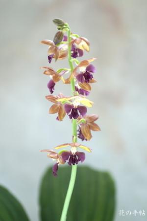 エビネ カンコウ（冠光）（Calanthe (satsuma x oowada) 'kanko'）｜花の手帖のラン図鑑