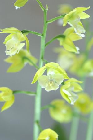 エビネ キタナラシノ ホウゲツ（豊月）（Calanthe kitanarashino 'Hougetsu'）｜花の手帖のラン図鑑