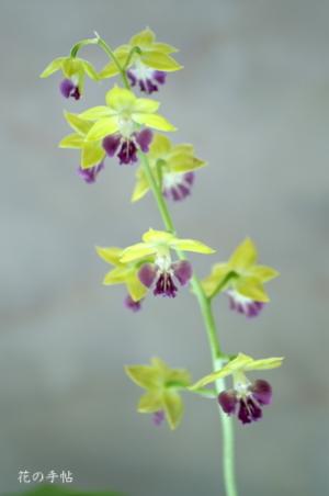 エビネ コッカン（国冠）（Calanthe (bicolor x Oowada) 'Kokkan'）｜花の手帖のラン図鑑