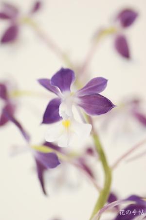 エビネ コオズ イズミノカオリ（泉の香）（Calanthe Kozu 'Izuminokaori'）｜花の手帖のラン図鑑