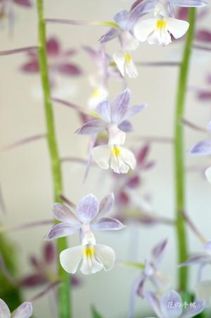 エビネ コオズ カオリ（香織）（Calanthe kozu 'Kaori'）｜花の手帖のラン図鑑