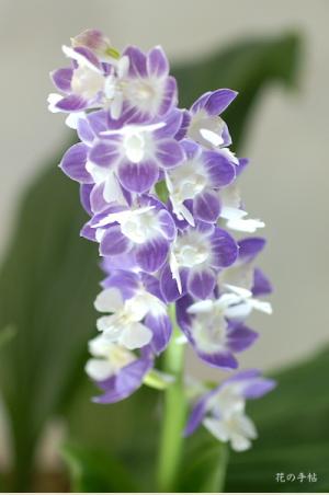 エビネ マツナミ アヤノ（彩乃） ｜花の手帖のラン図鑑