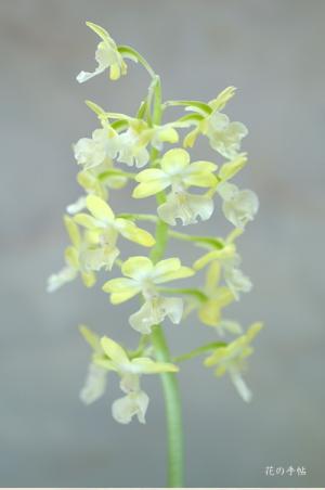 エビネ ナラシノ タマツクリ（玉造） ｜花の手帖のラン図鑑