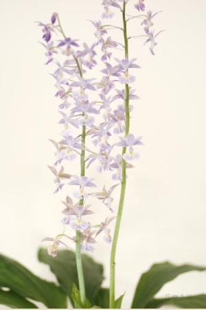 エビネ トオリ（桃李）カランセ オリエンタル ニオイ（？） トオリ（Calanthe Oriental Nioi 'Tori'）｜花の手帖のラン図鑑