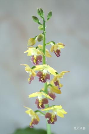 エビネ ショウマ（将真）｜花の手帖のラン図鑑