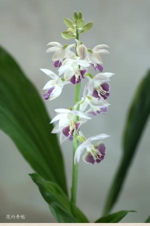エビネ サツマ カンパク（関白）｜花の手帖のラン図鑑