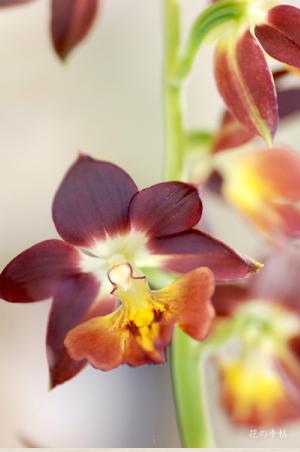 エビネ テンリュウベニ（天竜紅）｜花の手帖のラン図鑑