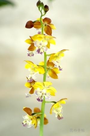 ｜花の手帖のラン図鑑