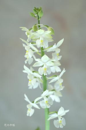 ｜花の手帖のラン図鑑