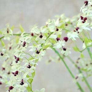 ｜花の手帖のラン図鑑