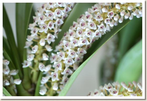 エリア パキスタキア オーシャン 