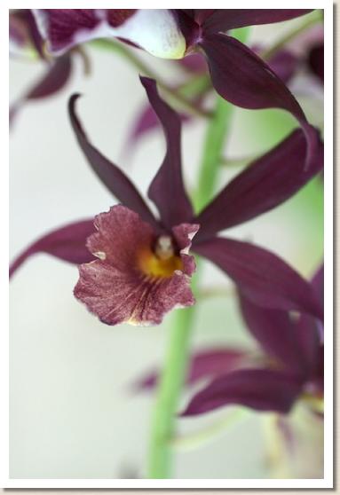 ファイオカランセ クリプト ナイト 'ウルスラ' 