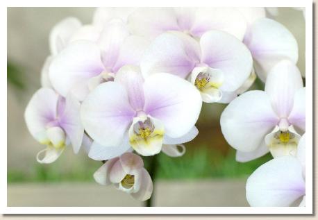 ｜花の手帖のラン図鑑