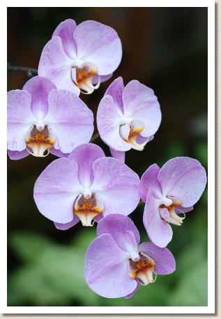 Phalaenopsis Otohime｜花の手帖のラン図鑑