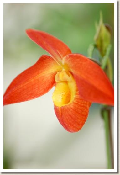 フラグミペジウム ドン ウィンバー　'イースト ヒル'