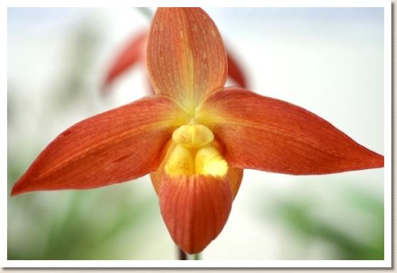 フラグミペジウム　ドン ウィンバー 'ファンカーゴ' 