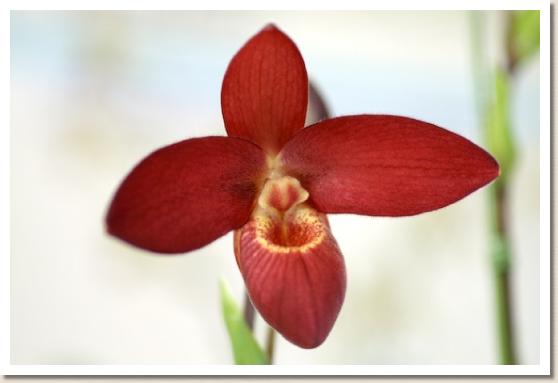 フラグミペジウム スカーレット オハラ 'ニッショー'