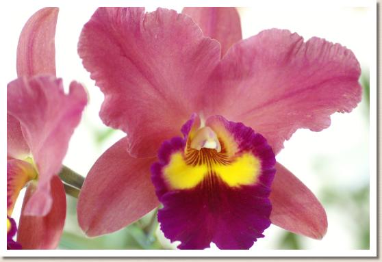 ソフロカトレア ロイヤルバレンタイン サンセット