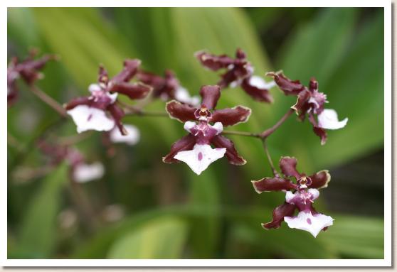 オンシジュウム シャーリーベイビー スイートフレグランス