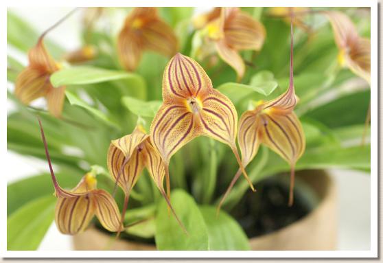 マスデバリア クローバー 'ノア'