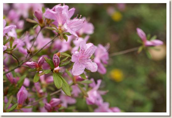 フジツツジ（藤躑躅）