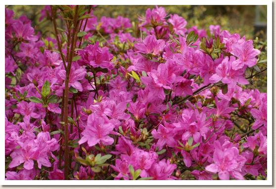 ミカワツツジ（三河躑躅）