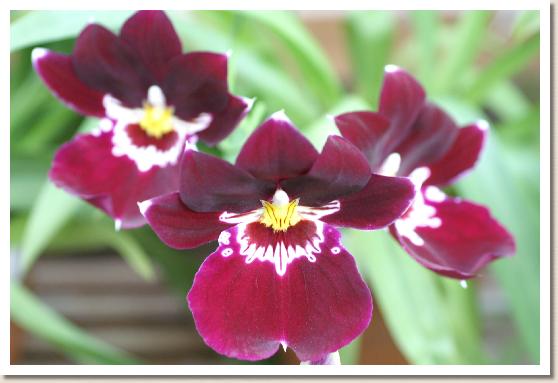 ミルトニア バート フィールド 'ドロレス'