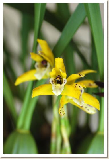 マキシラリア ピクタ 'シズ'