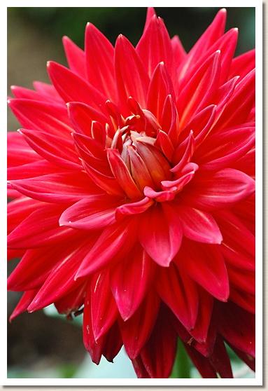 ダリア プレイバック