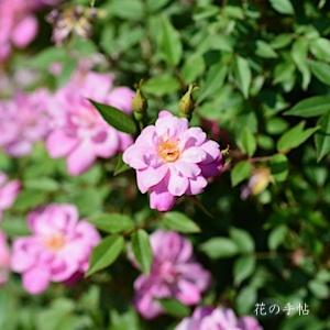 バラ　ツル ポンポンドゥパリ（Pompon de Paris, Cl.）｜花の手帖のバラ図鑑