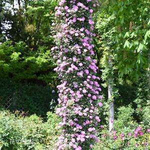 バラ　ツル ポンポンドゥパリ（Pompon de Paris, Cl.）｜花の手帖のバラ図鑑