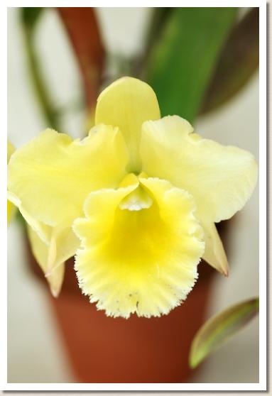 ポティナラ ナンボオ エメラルド