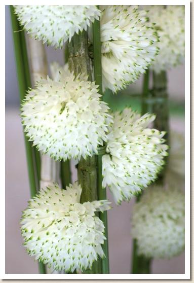 デンドロビウム パープレウム アルバム 'ミサキ スノー'