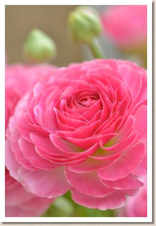 ラナンキュラス　バイヨンヌ（RANUNCULUS　Bayonne）｜花の手帖のwebラナンキュラス図鑑