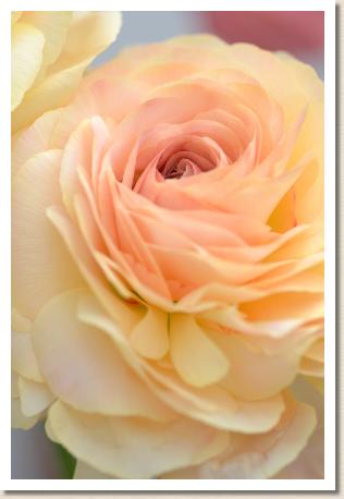 ラナンキュラス　ビージェイ１−０６（RANUNCULUS　BJ-1-06）｜花の手帖のwebラナンキュラス図鑑