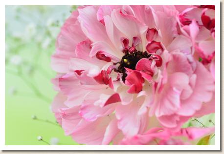 ラナンキュラス　シャルロット（RANUNCULUS　Charlotte）｜花の手帖のwebラナンキュラス図鑑