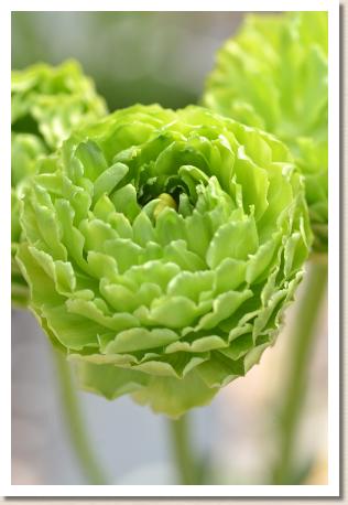 ラナンキュラス　レオニヤン（RANUNCULUS　Leognan）｜花の手帖のwebラナンキュラス図鑑