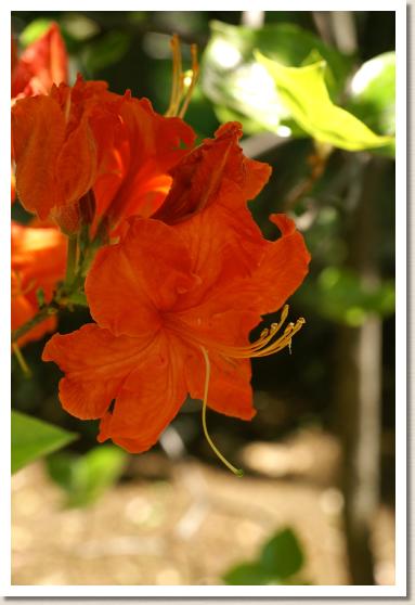 レンゲツツジ（蓮華躑躅）   